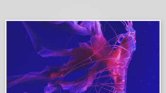 创意大气海洋水母视频背景-众图网