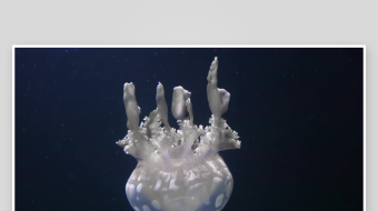 创意大气海洋水母视频背景-众图网