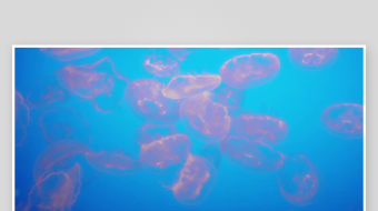 创意大气海洋水母视频背景-众图网