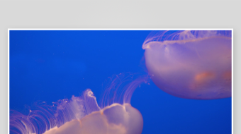 创意大气海洋水母视频背景-众图网