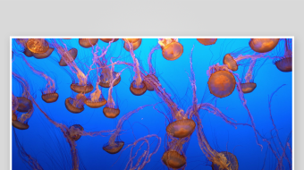 创意大气海洋水母视频背景-众图网