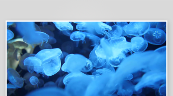 创意大气海洋水母视频背景-众图网