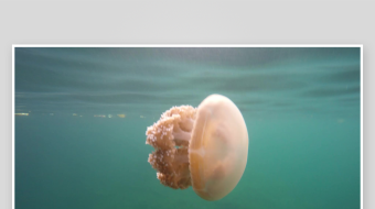 创意大气海洋水母视频背景-众图网