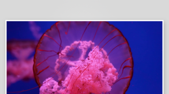 创意大气海洋水母视频背景-众图网