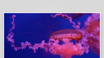 创意大气海洋水母视频背景-众图网