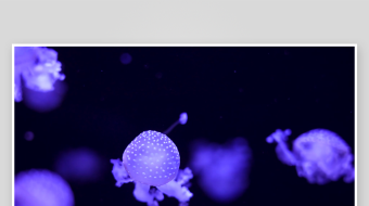 创意大气海洋水母视频背景-众图网