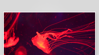 创意大气海洋水母视频背景-众图网