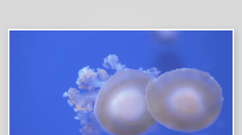 创意大气海洋水母视频背景-众图网