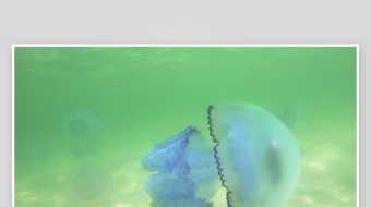 创意大气海洋水母视频背景-众图网