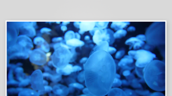 创意大气海洋水母视频背景-众图网