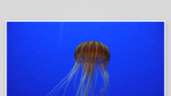 创意大气海洋水母视频背景-众图网