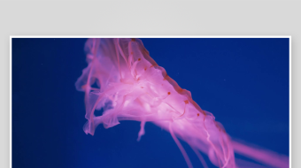 创意大气海洋水母视频背景-众图网