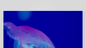 创意大气海洋水母视频背景-众图网