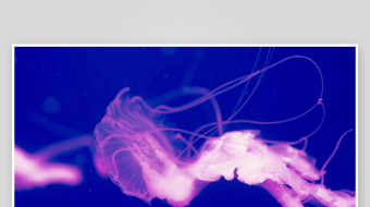 创意大气海洋水母视频背景-众图网