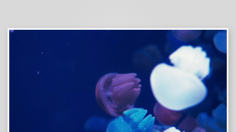 创意大气海洋水母视频背景-众图网