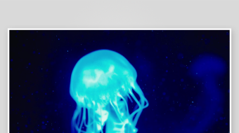 创意大气海洋水母视频背景-众图网