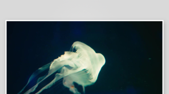 创意大气海洋水母视频背景-众图网