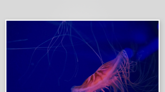 创意大气海洋水母视频背景-众图网