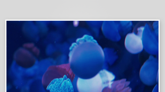 创意大气海洋水母视频背景-众图网