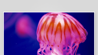 创意大气海洋水母视频背景-众图网