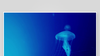 创意大气海洋水母视频背景-众图网