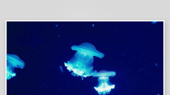 创意大气海洋水母视频背景-众图网