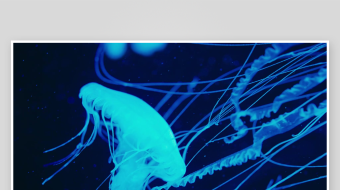 创意大气海洋水母视频背景-众图网