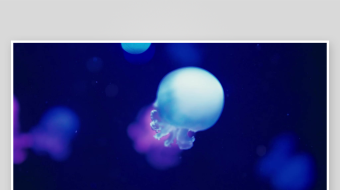 创意大气海洋水母视频背景-众图网