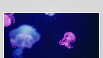 创意大气海洋水母视频背景-众图网