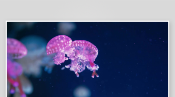 创意大气海洋水母视频背景-众图网