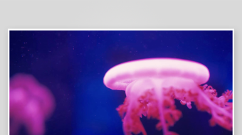 创意大气海洋水母视频背景-众图网
