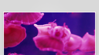 创意大气海洋水母视频背景-众图网