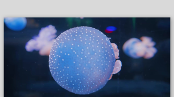 创意大气海洋水母视频背景-众图网
