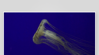 创意大气海洋水母视频背景-众图网