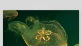 创意大气海洋水母视频背景-众图网