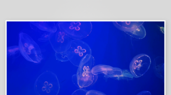 创意大气海洋水母视频背景-众图网