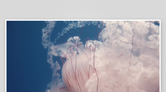 创意大气海洋水母视频背景-众图网