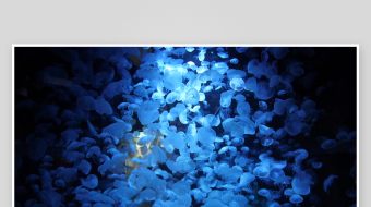 创意大气海洋水母视频背景-众图网