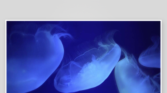 创意大气海洋水母视频背景-众图网