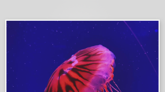 创意大气海洋水母视频背景-众图网