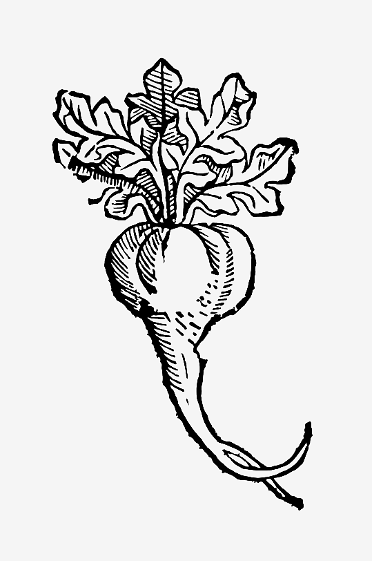 创意矢量植物元素设计-众图网