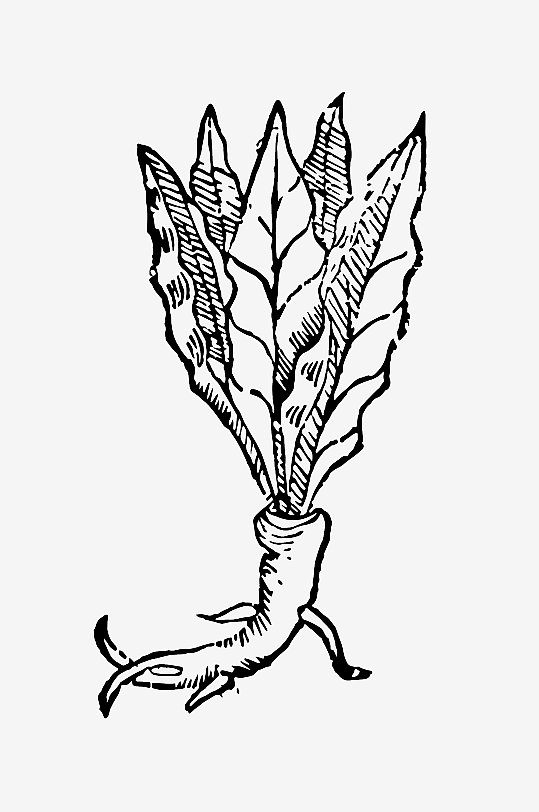 创意矢量植物元素设计-众图网