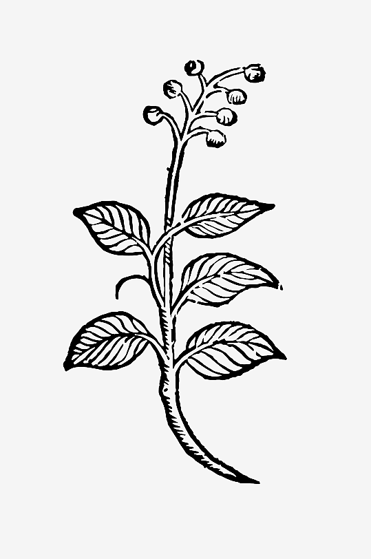 创意矢量植物元素设计-众图网