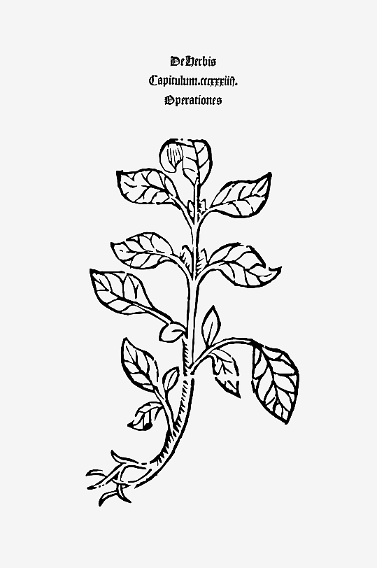 创意矢量植物元素设计-众图网