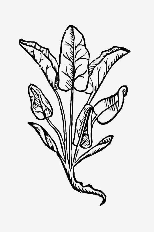 创意矢量植物元素设计-众图网