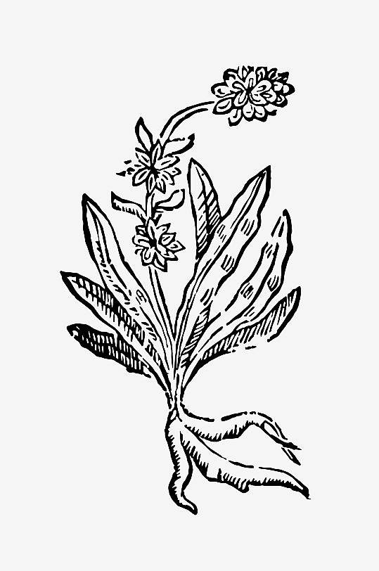 创意矢量植物元素设计-众图网