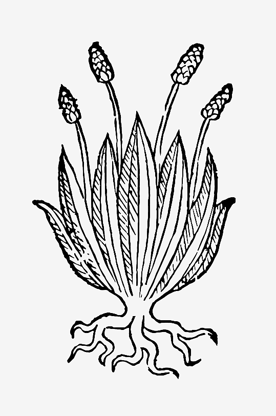 创意矢量植物元素设计-众图网