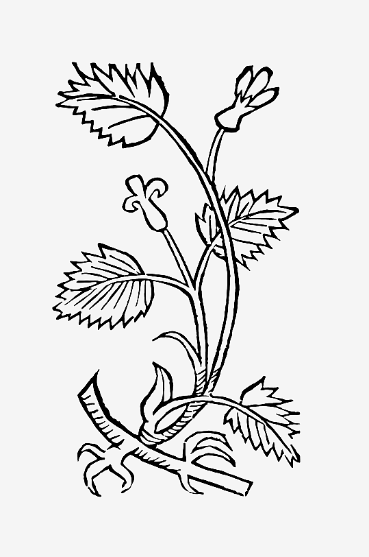 创意矢量植物元素设计-众图网