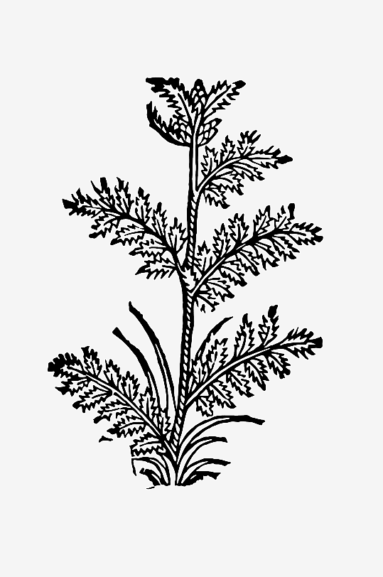 创意矢量植物元素设计-众图网