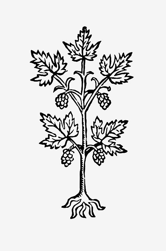 创意矢量植物元素设计-众图网